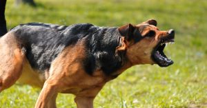 Angry dog with bared teeth for dog bite post
